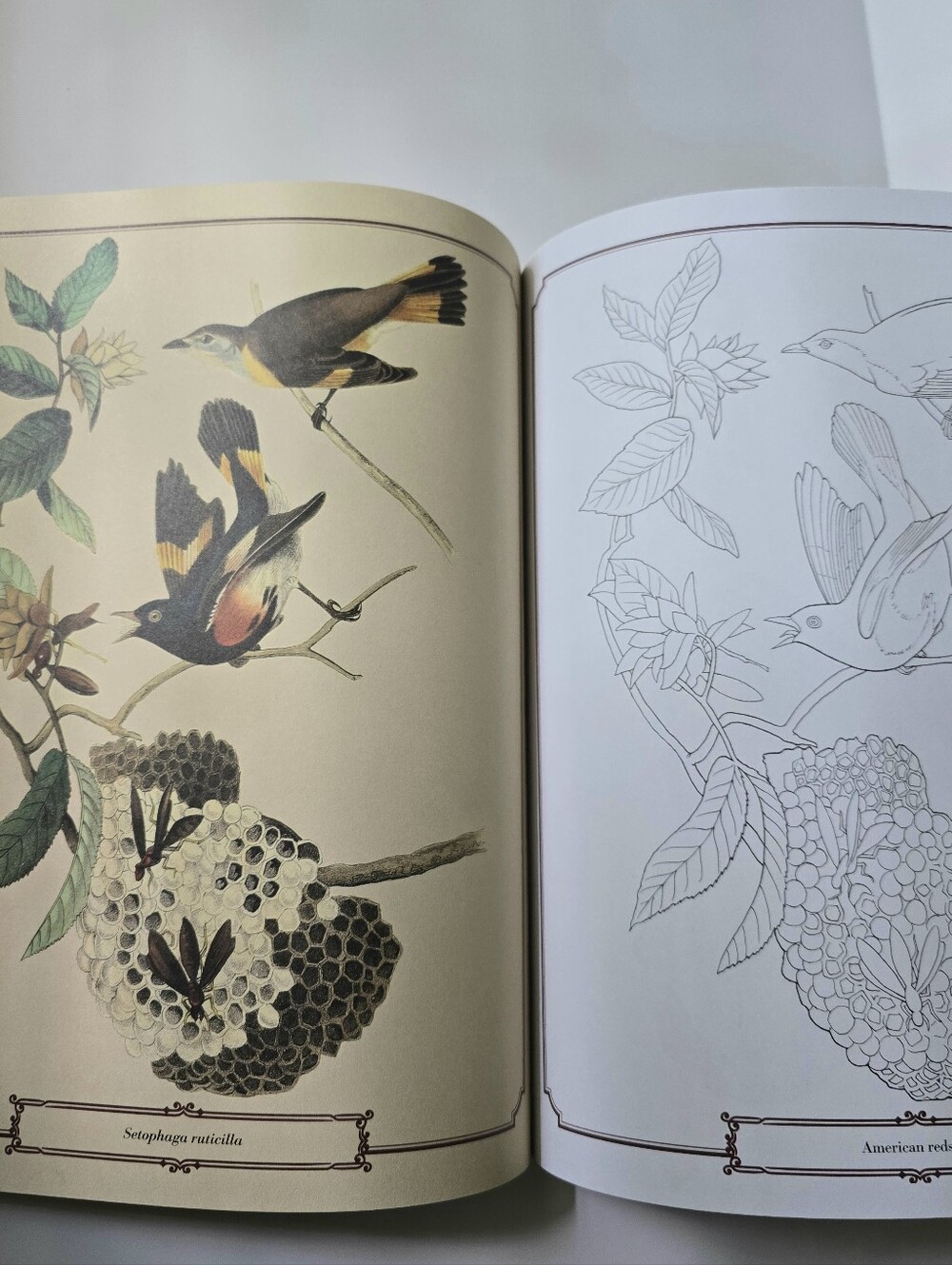 The Beautiful Nature Adult Vintage Coloring Book - Picture 10 of 15